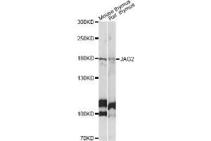 Western blot analysis of extracts of various cell lines, using JAG2 antibody (ABIN6291337) at 1:1000 dilution. (JAG2 anticorps)