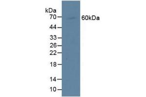 CENPI antibody  (AA 292-528)
