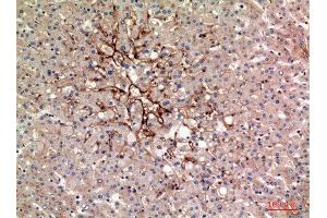 Immunohistochemistry (IHC) analysis of paraffin-embedded Human Liver, antibody was diluted at 1:100. (TRAFs and NIK-Associated Protein (TNAP) (Internal Region) anticorps)