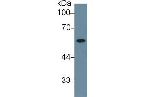 Western Blot; Sample: Human Liver lysate; Primary Ab: 1µg/ml Rabbit Anti-Human NEU Antibody Second Ab: 0. (NEU1 anticorps  (AA 47-415))