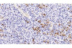 Detection of PRL in Porcine Pituitary Tissue using Monoclonal Antibody to Prolactin (PRL) (Prolactin anticorps  (AA 29-227))