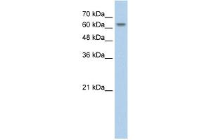 WB Suggested Anti-SLC38A1 Antibody Titration:  2.