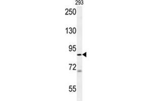 WDR48 Antibody (C-term) western blot analysis in 293 cell line lysates (35 µg/lane).