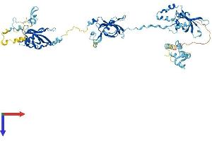 AlphaFold protein structure predicition of Mouse Recombinant Efhc1 Protein, UniprotID Q9D9T8