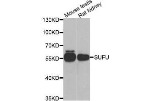 Western blot analysis of extracts of mouse testis and rat kidney cell lines, using SUFU antibody. (SUFUH anticorps)