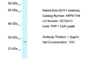 Western Blotting (WB) image for anti-Osteoclast Stimulating Factor 1 (OSTF1) (N-Term) antibody (ABIN2788887) (OSTF1 anticorps  (N-Term))
