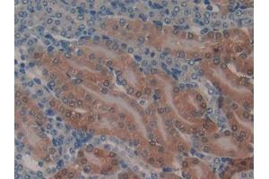 DAB staining on IHC-P; Samples: Mouse Kidney Tissue (GSTA1 anticorps  (AA 2-223))