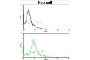 Flow cytometric analysis of hela cells using PID/MTA2 Antibody (C-term)(bottom histogram) compared to a negative control cell (top histogram). (MTA2 anticorps  (C-Term))