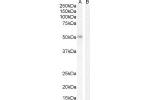 (ABIN185607) (2 μg/mL) staining of K562 nuclear cell lysate (A) + peptide (B). (LEF1 anticorps  (Internal Region))