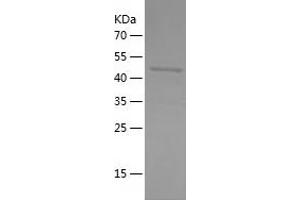 Western Blotting (WB) image for POU domain, class 2, transcription factor 2 (POU2F2) (AA 1-200) protein (His-IF2DI Tag) (ABIN7125158)