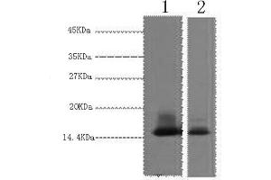 Western Blotting (WB) image for anti-Lactalbumin, alpha- (LALBA) antibody (ABIN5959646) (LALBA anticorps)