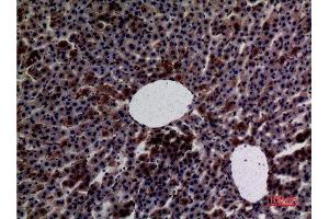 Immunohistochemistry (IHC) analysis of paraffin-embedded Rat Liver, antibody was diluted at 1:100. (Amylase anticorps  (N-Term))