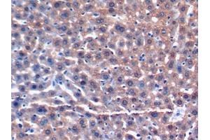 DAB staining on IHC-P; Samples: Mouse Liver Tissue (GSTA3 anticorps  (AA 1-221))