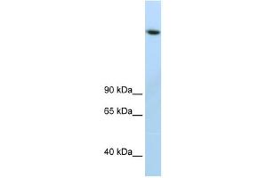 JMJD1B antibody (20R-1218) used at 0.