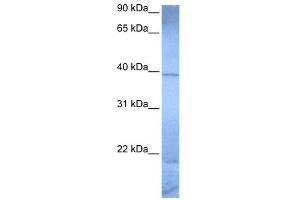 WB Suggested Anti-ZNF121 Antibody Titration:  0. (ZNF121 anticorps  (Middle Region))