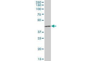 HCCS MaxPab polyclonal antibody.