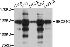 Western blot analysis of extracts of various cell lines, using SEC24C antibody (ABIN4905108) at 1:1000 dilution. (SEC24C anticorps)