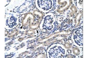 Image no. 1 for anti-TRAF-Type Zinc Finger Domain Containing 1 (TRAFD1) (AA 395-444) antibody (ABIN6735834)