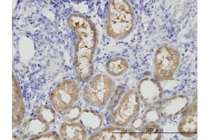 Immunoperoxidase of monoclonal antibody to ALDH1L1 on formalin-fixed paraffin-embedded human kidney. (ALDH1L1 anticorps  (AA 803-902))