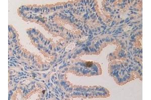 Detection of LAMa4 in Mouse Oviduct Tissue using Polyclonal Antibody to Laminin Alpha 4 (LAMa4)