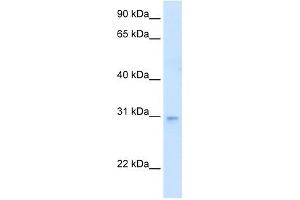 LDB3 antibody used at 0. (LIM Domain Binding 3 Protein anticorps  (N-Term))