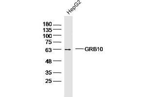 HepG2 lysates probed with GRB10 Polyclonal Antibody, Unconjugated  at 1:300 dilution and 4˚C overnight incubation. (GRB10/14 (AA 501-594) anticorps)