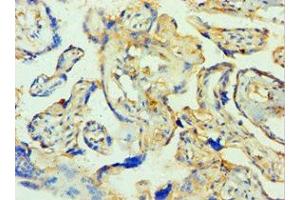 Immunohistochemistry of paraffin-embedded human placenta tissue using ABIN7171585 at dilution of 1:100