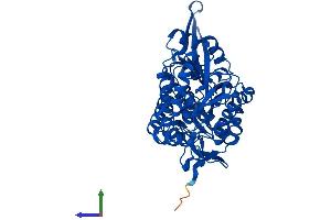 AlphaFold protein structure predicition of Human Recombinant ALDH8A1 Protein, UniprotID Q9H2A2