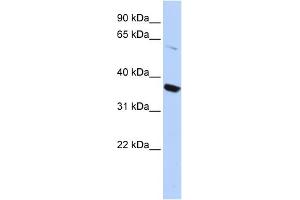 WB Suggested Anti-KCNA10 Antibody Titration:  0. (KCNA10 anticorps  (N-Term))