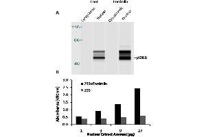 Transcription factor activity assay of CREB from nuclear extracts of HEK293 cells or 293 cells treated with Forskolin (10μM) for 4 hr. (CREB1 Kit ELISA)