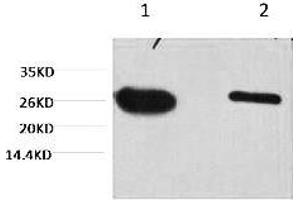Western blot analysis of GFP transfected Hela, diluted at 1) 1:5000, 2) 1:10000. (GFP anticorps)