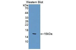 Western Blotting (WB) image for anti-Interleukin 17 (IL17) (AA 22-158) antibody (ABIN3209503) (IL-17 anticorps  (AA 22-158))