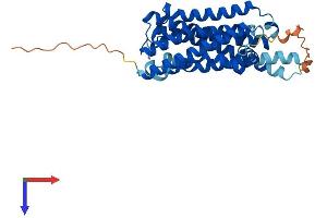 Peropsin (RRH) (AA 1-337) protein (His tag)