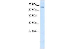 KCNN3 antibody used at 2 ug/ml to detect target protein. (KCNN3 anticorps  (C-Term))