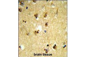 Formalin-fixed and paraffin-embedded human brain tissue reacted with KCTD12 Antibody , which was peroxidase-conjugated to the secondary antibody, followed by DAB staining.