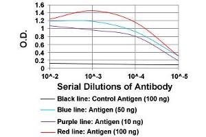 ELISA analysis of TIE1 monoclonal antibody, clone 8D12D2  at 1:10000 dilution. (TIE1 anticorps  (AA 385-607))