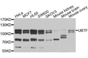 Western blot analysis of extracts of various cell lines, using UBTF antibody (ABIN6003579) at 1/1000 dilution. (UBTF anticorps)
