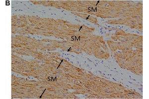 Immunohistochemical studies with an anti-FFA4 antibody on porcine lower esophageal sphincter.