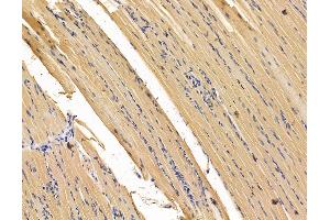 ABIN7095944 and ABIN7100006 at 1/100 staining rat muscle tissue by IHC-P.