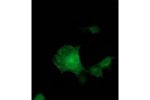 Anti-ADH1B mouse monoclonal antibody (ABIN2454477) immunofluorescent staining of COS7 cells transiently transfected by pCMV6-ENTRY ADH1B (RC205391). (ADH1B anticorps)
