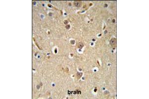 NEDD4 Antibody IHC analysis in formalin fixed and paraffin embedded brain tissue followed by peroxidase conjugation of the secondary antibody and DAB staining. (NEDD4 anticorps  (C-Term))