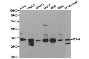 Western Blotting (WB) image for anti-Cyclin-Dependent Kinase 4 (CDK4) antibody (ABIN1871724) (CDK4 anticorps)