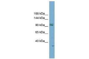 RC3H2 antibody used at 1 ug/ml to detect target protein. (RC3H2 anticorps  (Middle Region))
