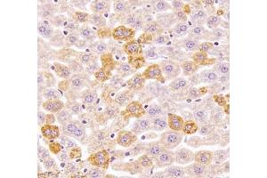 Immunohistochemistry of paraffin embedded mouse liver using Kiaa1324 (ABIN7073822) at dilution of 1:2500 (400x lens) (ELAPOR1 anticorps)