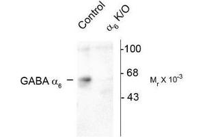 Image no. 1 for anti-gamma-aminobutyric Acid (GABA) A Receptor, alpha 6 (GABRA6) (Cytoplasmic Loop) antibody (ABIN372635) (GABRA6 anticorps  (Cytoplasmic Loop))