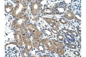 C21ORF7 antibody was used for immunohistochemistry at a concentration of 4-8 ug/ml to stain Epithelial cells of renal tubule (arrows) in Human Kidney. (MAP3K7CL anticorps  (C-Term))