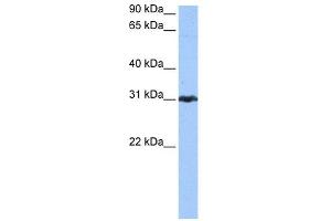 WB Suggested Anti-PRDX3 Antibody Titration: 0. (Peroxiredoxin 3 anticorps  (N-Term))