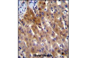 anti-Interleukin 27 (IL27) (AA 57-87) antibody