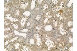 ABIN6263353 and ABIN6272349 at 1/100 staining human normal kidney tissue by IHC-P. (Mrgprf anticorps  (C-Term))