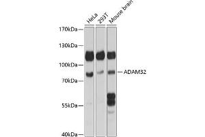 Western blot analysis of extracts of various cell lines, using  antibody (ABIN7265437) at 1:1000 dilution.